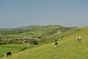 Fototapeta premium Cows on ridge above Corfe Castle, Dorset