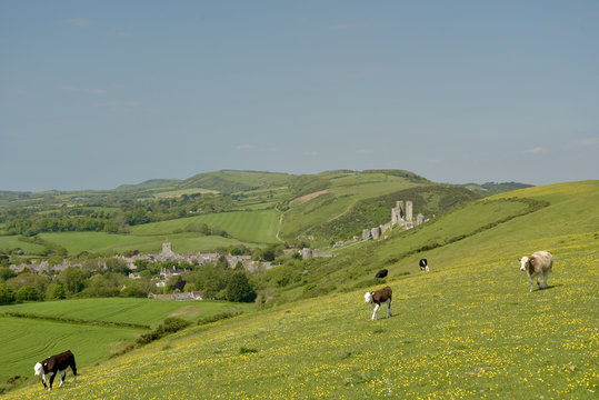 Cows on ridge above Corfe Castle, Dorset