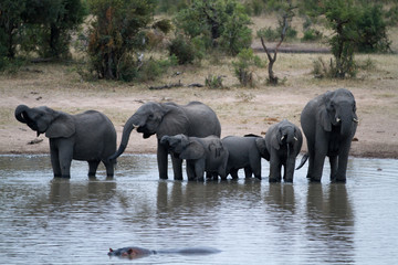 elephants in kruger park in south africa