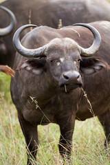 buffalos in the kruger national park