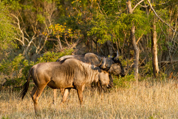 Fototapeta premium africa