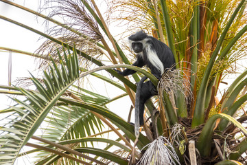 Angolan black and white colobus sitting on a branch