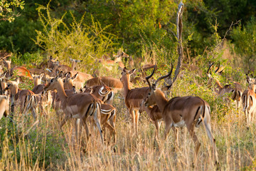 african antelopes in kruger national park in south africa