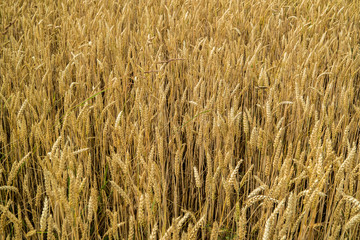 Getreidefeld Hintergrund
