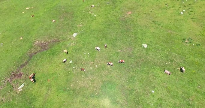 Aerial 4k - Val Viola (IT) - mucche al pascolo 