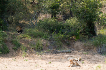lions in the kruger national park