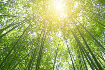 Fototapeta na wymiar Bamboo forest with sun beam ray