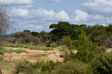 africa landscape in the kruger park north part of it