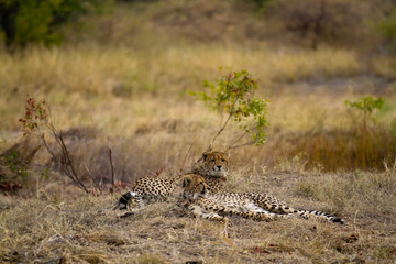 cheetah in kruger national park