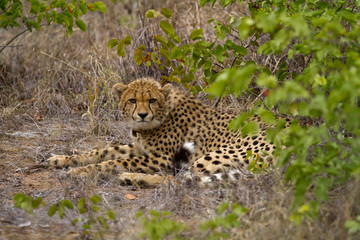 cheetah in kruger national park