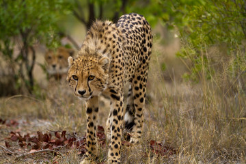 cheetah in kruger national park