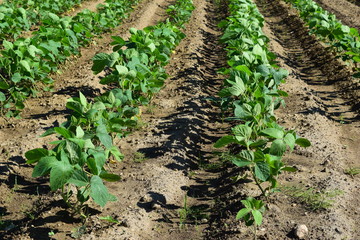 栽培直後の大豆畑