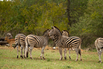 Fototapeta na wymiar zebra in kruger national park