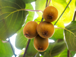 Kiwi fruit