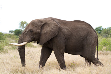 Fototapeta na wymiar elephants in kruger park