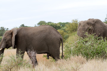 Fototapeta premium elephants in kruger park