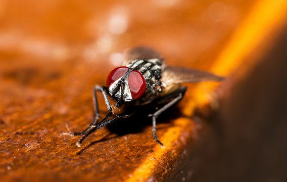 Makro Fliege auf Holz