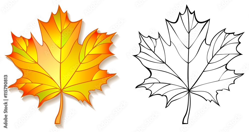 Wall mural colorful and black and white pattern maple leaf, vector cartoon image.