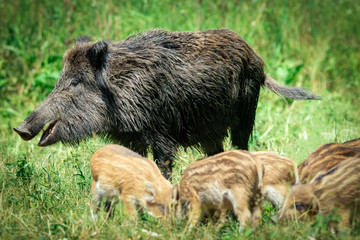 Wild boar family