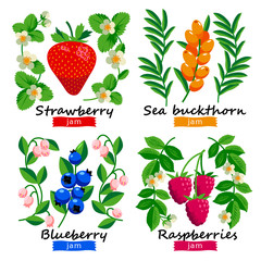 Ripe berries and flowers vector set of strawberry, raspberry and blueberry. pattern for jam or juice. isolated on white background