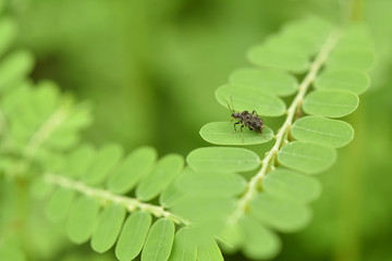 closeup bug insect on green leaf for nature background.