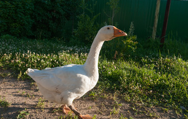 white goose