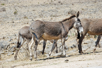 Wild donkeys -Equus asinus-, Sultanate of Oman, Middle East