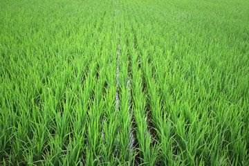 Paddy field