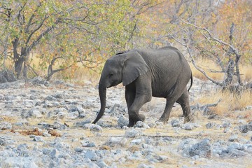 Elefantenbaby (Loxodonta africana) im Etosha Nationalpark