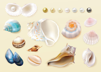 Beautiful seashells and sea pearls collection 