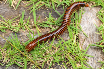 Obraz premium Millipede in nature