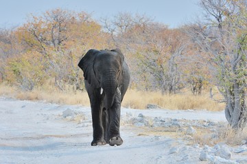 Fototapeta premium afrikanischer Elefant (Loxodonta africana) im Etosha Nationalpark