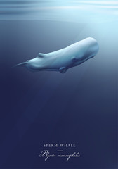 Fototapeta premium Sperm whale swimming under the ocean surface vector illustration