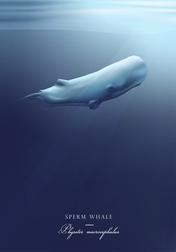 Sperm whale swimming under the ocean surface vector illustration