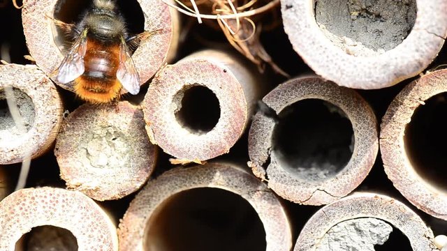 biene im insektenhotel detail ansicht
