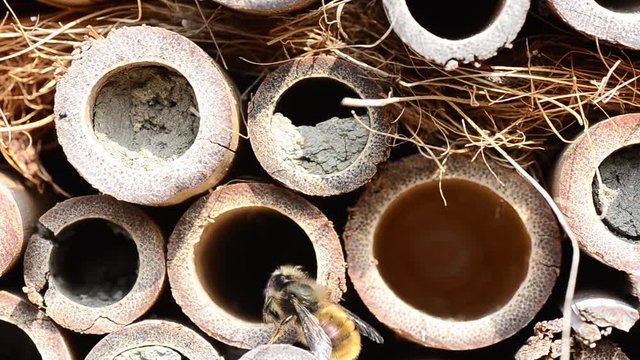 bienen im fruehling insektenhotel
