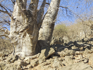 Baobabs in Jebel Samhan, Sultanate of Oman, nearby Salalah