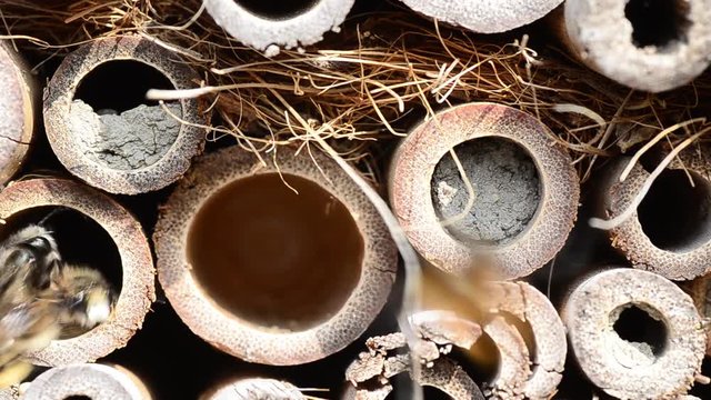 viele bienen und chaos insektenhotel
