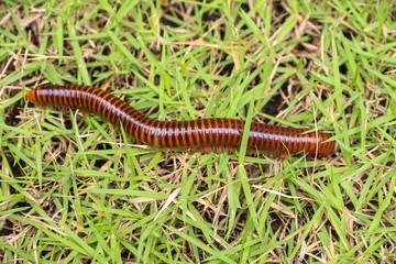 Millipede in nature