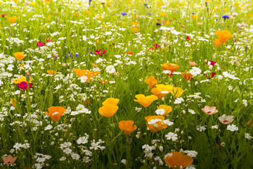 Wildblumen und Kräuterwiese im Sonnenlicht © drone4pix