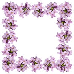 Delicate floral background of beautiful purple primrose isolated 