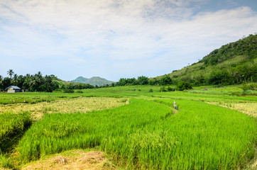green rice fields industrial crops