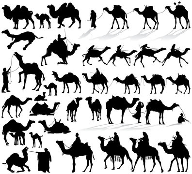Camel and dromedary vector silhouettes collection