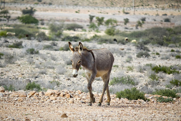 Wild donkeys -Equus asinus-, Sultanate of Oman, Middle East