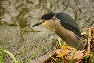 Nitticora (Nycticorax nycticorax)