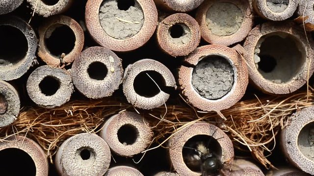 zwei bienen im insektenhotel
