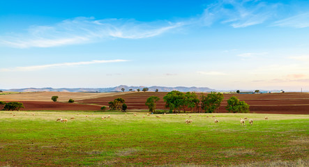 Fototapeta premium Sheep farm at sunset in Barossa Valley, Australia