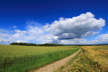 Obraz premium Petit chemin à la campagne / La nature sauvage en détour d'un petit chemin sous un beau ciel bleu en été