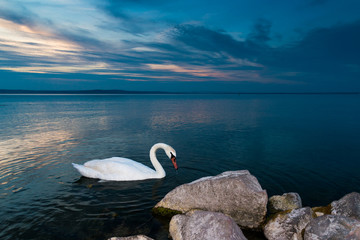swans
