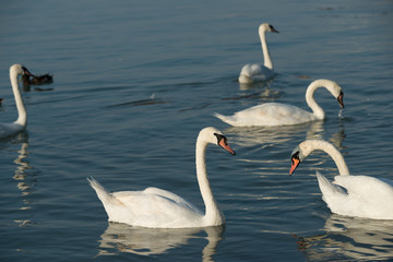 swans